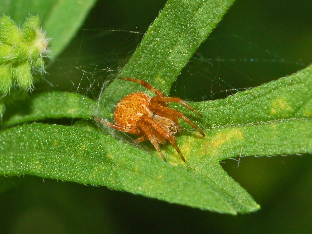 Agalenatea redii